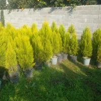 کاج سطل۱۰ ریشه پرس پیچسترون سطل۳|عمدهفروشی|چابکسر, |دیوار