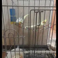 جفت عروس هلندی