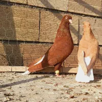 نروماده سرخ دم سفید زرد دم سفید اس اس|پرنده|مشهد, انقلاب|دیوار