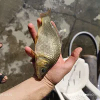 فروش بچه ماهی پرورشی کپور آمور