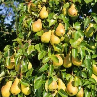 کود ارگانیک افزایش باردهی