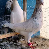 کبوتر ، سار‌،سوسکی،سبز،دم سفید