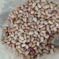 لوبیا چیتی