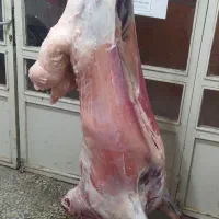 ذبح گوسفند و گوساله|خدمات پذیرایی، مراسم|باسمنج, |دیوار