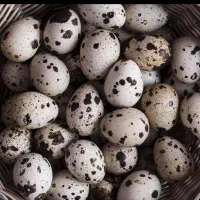 تخم و گوشت بلدرچین