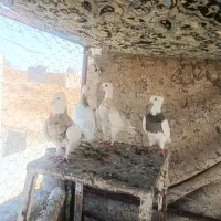 کبوتر طوقی