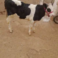 گوساله نر|حیوانات مزرعه|اسفرورین, |دیوار