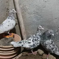 کوهی و پلاکی