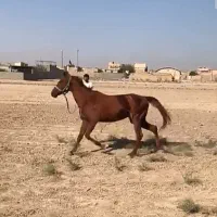 مادیون و نریون