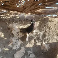 زاغ بازی کن با دم سفید|پرنده|بم, |دیوار