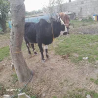 ورزاچالوسی دوراس