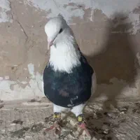 کبوتر طوقی سرور|پرنده|زرندیه, |دیوار