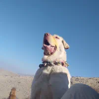 سگ پژدر نر|سگ|صحنه, |دیوار