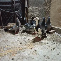دورگ پلاکی ابلغ سرور