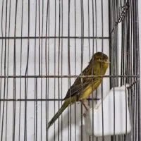 قناری نر و طوطی برزیلی