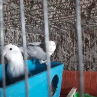 طوطی برزیلی|پرنده|خرمشهر, |دیوار