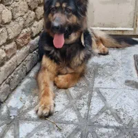 واگذاری ژرمن