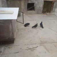 کبوتر زاغ