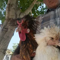 مرغ وخروس محلی وجوجه و3عدد قوغاز