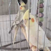 طوطی عروس هلندی