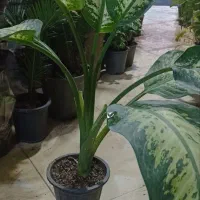 سانسوریا ابلق وبلند وپُر|گل و گیاه طبیعی|فردیس, شهرک ارم|دیوار