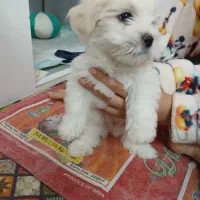 سگ میکس پودل کوچولو|سگ|نجف‌آباد, ویلاشهر|دیوار