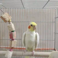 عروس هلندی نر|پرنده|شیراز, دلجو|دیوار