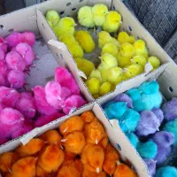 جوجه رنگی کلی از استان قم