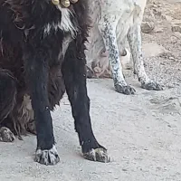 نر قدرجانی .درشت|سگ|اصفهان, پوریای ولی|دیوار