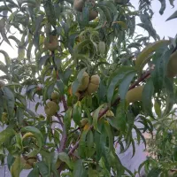 باغ هماشهر ۱۰۰۰ مترمربعی|فروش زمین و ملک کلنگی|شیراز, اصلاح‌نژاد|دیوار