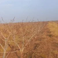 شراکت در باغداری پسته