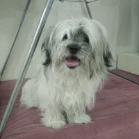 سگ شیترزو تریر