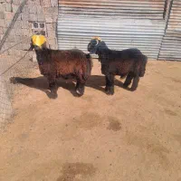 بره بختیاری