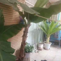 درخت موز