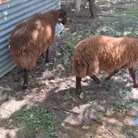 بره نرهمو  و بره  ماده هترو و همو|حیوانات مزرعه|اصفهان, کوی امام|دیوار