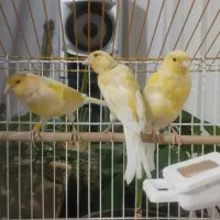 معاوضه۲عدد قناری ماده