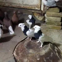 کفتر رنگه|پرنده|سبزوار, جهاد کشاورزی|دیوار