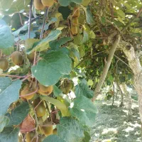 بهترین گزینه سرمایه گذاری|فروش خانه و ویلا|چوبر, |دیوار