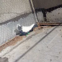 کفتر|پرنده|محمدیه-قزوین, |دیوار