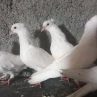کبوتر جوجه. سفید مهر کاکلی