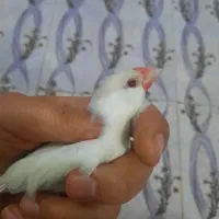 فنچ نرگسی کرم لایت|پرنده|مبارکه, |دیوار