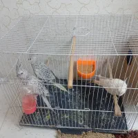 عروس هلندی جفت