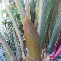 گرده خرما نر