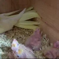 جفت عروس لوتینو مولد به شرط فیلم و عکس|پرنده|ساری, |دیوار