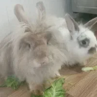 خرگوش|موش و خرگوش|اردبیل, |دیوار