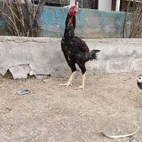 مرغ و خروس لاری دنگ بالا نژاد برتر