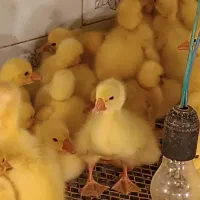 فروش جوجه  قوغازسالم و اصیل