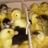 پخش جوجه گلپایگایگانی. جوجه غاز. جوجه اردک