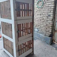 کبوتر|لوازم جانبی حیوانات|فیروزآباد (لرستان), |دیوار