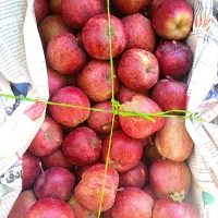سیب|خوردنی و آشامیدنی|اسکو, |دیوار